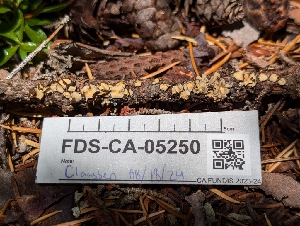  ( - FDS-CA-05250)  @11 [ ] c (2024) Andrew Claassen Fungal Diversity Survey