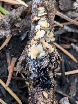  ( - FDS-CA-05250)  @11 [ ] c (2024) Andrew Claassen Fungal Diversity Survey