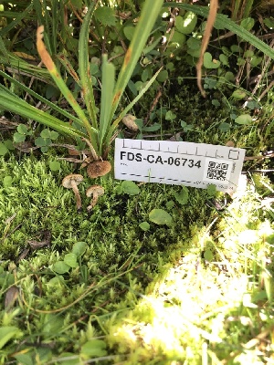  ( - FDS-CA-06734)  @11 [ ] by (2024) Justin Paulin Fungal Diversity Survey