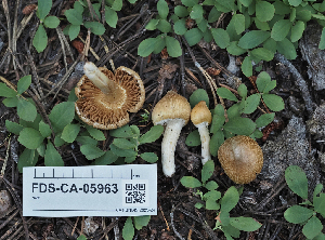  ( - FDS-CA-05963)  @11 [ ] by-nc (2024) Fresno Mycology Society Fungal Diversity Survey
