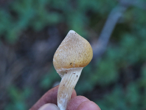  ( - FDS-CA-05963)  @11 [ ] by-nc (2024) Fresno Mycology Society Fungal Diversity Survey