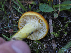  ( - FDS-CA-05964)  @11 [ ] by-nc (2024) Fresno Mycology Society Fungal Diversity Survey