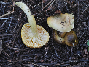  ( - FDS-CA-05964)  @11 [ ] by-nc (2024) Fresno Mycology Society Fungal Diversity Survey