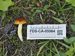  ( - FDS-CA-05964)  @11 [ ] by-nc (2024) Fresno Mycology Society Fungal Diversity Survey