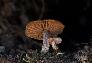  ( - FDS-CA-06732)  @11 [ ] by (2024) Justin Paulin Fungal Diversity Survey