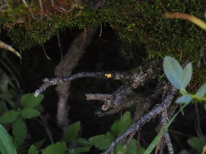  ( - FDS-CA-06733)  @11 [ ] by (2024) Justin Paulin Fungal Diversity Survey