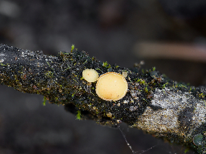  ( - FDS-CA-06733)  @11 [ ] by (2024) Justin Paulin Fungal Diversity Survey