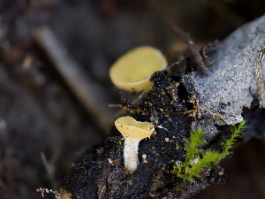  ( - FDS-CA-06733)  @11 [ ] by (2024) Justin Paulin Fungal Diversity Survey