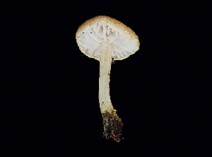  ( - FDS-CA-06735)  @11 [ ] by (2024) Justin Paulin Fungal Diversity Survey