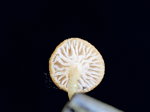  ( - FDS-CA-06735)  @11 [ ] by (2024) Justin Paulin Fungal Diversity Survey