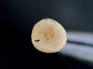  ( - FDS-CA-06735)  @11 [ ] by (2024) Justin Paulin Fungal Diversity Survey