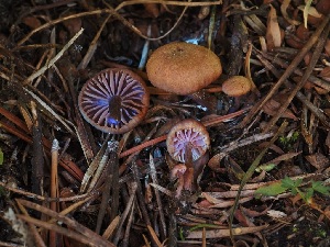  ( - FDS-CA-06739)  @11 [ ] by (2024) Justin Paulin Fungal Diversity Survey