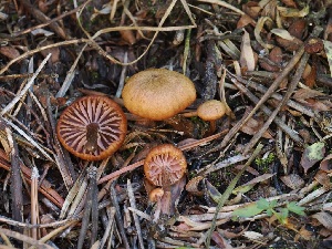  ( - FDS-CA-06739)  @11 [ ] by (2024) Justin Paulin Fungal Diversity Survey