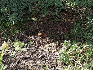  ( - FDS-CA-06739)  @11 [ ] by (2024) Justin Paulin Fungal Diversity Survey