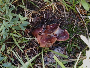 ( - FDS-CA-06740)  @11 [ ] by (2024) Justin Paulin Fungal Diversity Survey