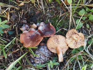  (Lactarius atrobadius - FDS-CA-06740)  @11 [ ] by (2024) Justin Paulin Fungal Diversity Survey