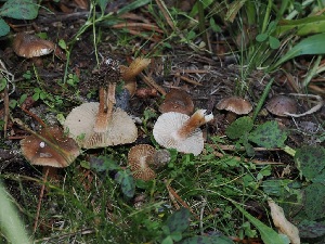  ( - FDS-CA-06743)  @11 [ ] by (2024) Justin Paulin Fungal Diversity Survey
