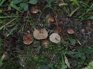  ( - FDS-CA-06743)  @11 [ ] by (2024) Justin Paulin Fungal Diversity Survey