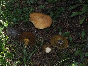  ( - FDS-CA-06745)  @11 [ ] by (2024) Justin Paulin Fungal Diversity Survey
