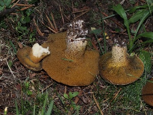  ( - FDS-CA-06745)  @11 [ ] by (2024) Justin Paulin Fungal Diversity Survey