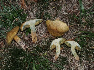  (Suillus discolor - FDS-CA-06745)  @11 [ ] by (2024) Justin Paulin Fungal Diversity Survey