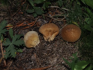  (Lycoperdon sp. PNW01 - FDS-CA-06746)  @11 [ ] by (2024) Justin Paulin Fungal Diversity Survey