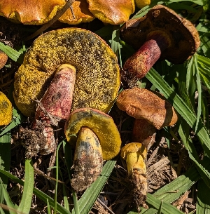  (Pulchroboletus sp. AZ01 - FDS-CA-05251)  @11 [ ] c (2024) Andrew Claassen Fungal Diversity Survey