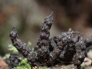  (Xylaria sp. apiculata-NZ01 - FDS-CA-05103)  @11 [ ] by (2024) Mandy Hackney Fungal Diversity Survey