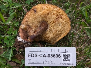  ( - FDS-CA-05696)  @11 [ ] c (2024) Andrew Claassen Fungal Diversity Survey