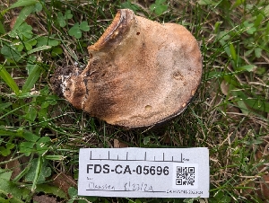  ( - FDS-CA-05696)  @11 [ ] c (2024) Andrew Claassen Fungal Diversity Survey