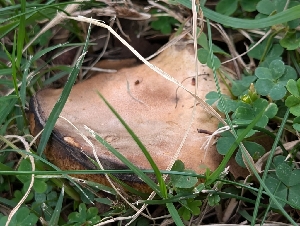  ( - FDS-CA-05696)  @11 [ ] c (2024) Andrew Claassen Fungal Diversity Survey