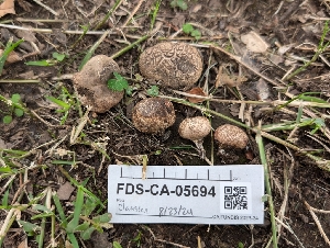  ( - FDS-CA-05694)  @11 [ ] c (2024) Andrew Claassen Fungal Diversity Survey