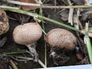  ( - FDS-CA-05694)  @11 [ ] c (2024) Andrew Claassen Fungal Diversity Survey