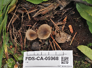  ( - FDS-CA-05968)  @11 [ ] by-nc (2024) Fresno Mycology Society Fungal Diversity Survey