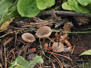  ( - FDS-CA-05968)  @11 [ ] by-nc (2024) Fresno Mycology Society Fungal Diversity Survey
