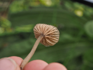  ( - FDS-CA-05968)  @11 [ ] by-nc (2024) Fresno Mycology Society Fungal Diversity Survey