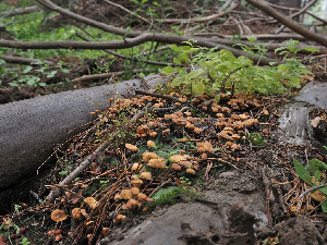  ( - FDS-CA-05972)  @11 [ ] by-nc (2024) Fresno Mycology Society Fungal Diversity Survey