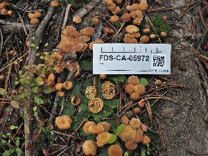 ( - FDS-CA-05972)  @11 [ ] by-nc (2024) Fresno Mycology Society Fungal Diversity Survey