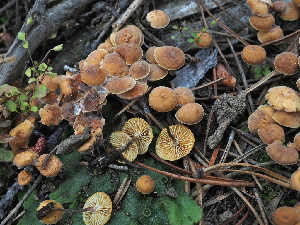  ( - FDS-CA-05972)  @11 [ ] by-nc (2024) Fresno Mycology Society Fungal Diversity Survey