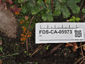  ( - FDS-CA-05973)  @11 [ ] by-nc (2024) Fresno Mycology Society Fungal Diversity Survey