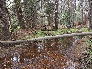  ( - FDS-CA-05973)  @11 [ ] by-nc (2024) Fresno Mycology Society Fungal Diversity Survey