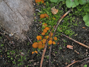  ( - FDS-CA-05973)  @11 [ ] by-nc (2024) Fresno Mycology Society Fungal Diversity Survey