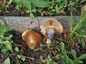  ( - FDS-CA-05976)  @11 [ ] by-nc (2024) Fresno Mycology Society Fungal Diversity Survey