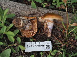  ( - FDS-CA-05976)  @11 [ ] by-nc (2024) Fresno Mycology Society Fungal Diversity Survey