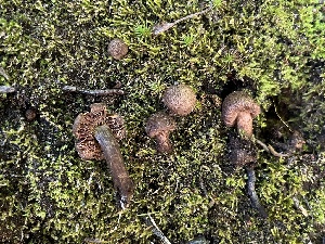  ( - FDS-CA-04852)  @11 [ ] by-nc (2024) Dean Lyons Fungal Diversity Survey