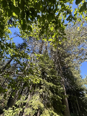  ( - FDS-CA-04852)  @11 [ ] by-nc (2024) Dean Lyons Fungal Diversity Survey