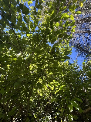  ( - FDS-CA-04852)  @11 [ ] by-nc (2024) Dean Lyons Fungal Diversity Survey