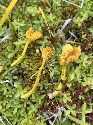  (Hygrocybe glacialis - FDS-CA-04870)  @11 [ ] by-nc (2024) Dean Lyons Fungal Diversity Survey