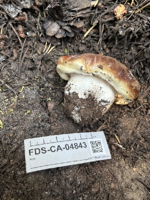  ( - FDS-CA-04843)  @11 [ ] by-nc (2024) Dean Lyons Fungal Diversity Survey