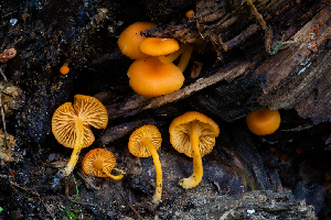 ( - FDS-CA-04838)  @11 [ ] by-nc (2024) Dean Lyons Fungal Diversity Survey